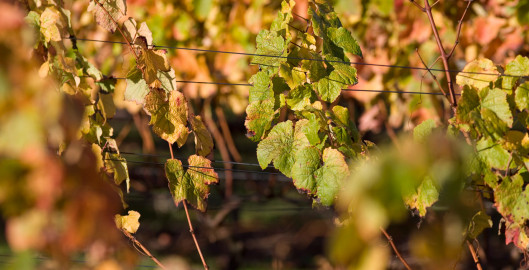 Background for cellar door